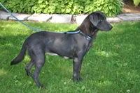 Willow, a female Labrador Retriever for sale in Elroy, WI – Photo 5 of 6