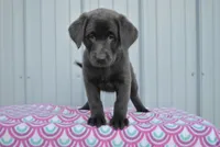 April, a female Labrador Retriever for sale in Elroy, WI – Photo 4 of 6