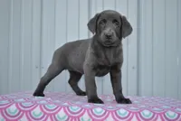 April, a female Labrador Retriever for sale in Elroy, WI – Photo 3 of 6