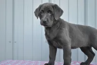 April, a female Labrador Retriever for sale in Elroy, WI – Photo 2 of 6