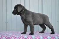 April, a female Labrador Retriever for sale in Elroy, WI – Photo 1 of 6