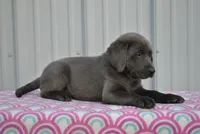 Jasmine, a female Labrador Retriever for sale in Elroy, WI – 3 of 6
