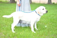 Benji, a male Labrador Retriever for sale in Elroy, WI – 6 of 7