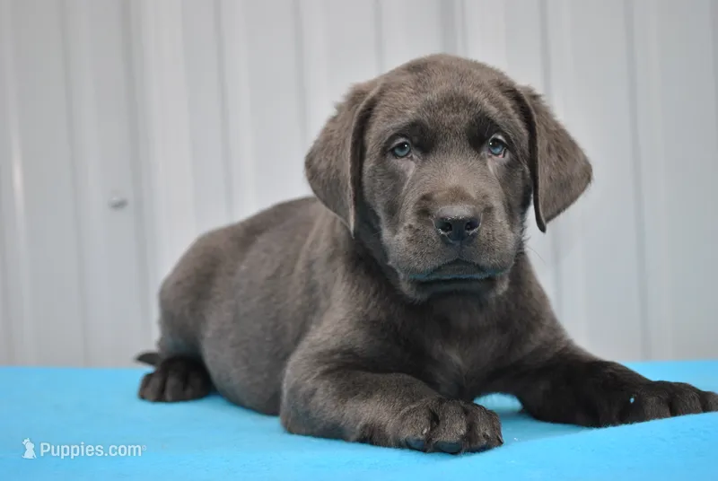 Ranger – Labrador Retriever puppy for sale in Elroy, WI