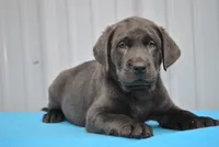 Ranger, a male Labrador Retriever for sale in Elroy, WI – 1 of 6