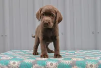 Mocha, a female Labrador Retriever for sale in Elroy, WI – 3 of 6