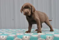 Mocha, a female Labrador Retriever for sale in Elroy, WI – 4 of 6