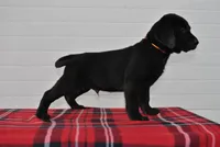 Bear, a male Labrador Retriever for sale in Elroy, WI – Photo 2 of 6