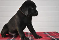 Bear, a male Labrador Retriever for sale in Elroy, WI – Photo 3 of 6