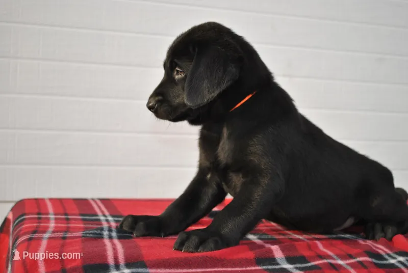 Bear – Labrador Retriever puppy for sale in Elroy, WI