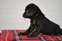 Bear, a male Labrador Retriever for sale in Elroy, WI – Photo 1 of 6