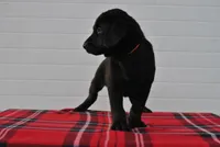 Bear, a male Labrador Retriever for sale in Elroy, WI – Photo 4 of 6