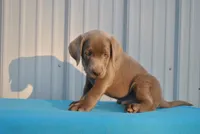 Brew, a male Labrador Retriever for sale in Elroy, WI – 2 of 6