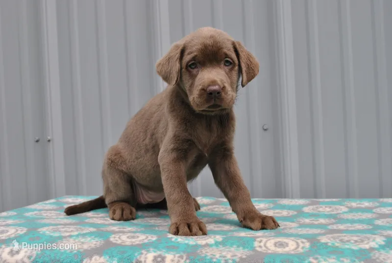 Ginger – Labrador Retriever puppy for sale in Elroy, WI
