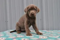 Ginger, a female Labrador Retriever for sale in Elroy, WI – 1 of 6