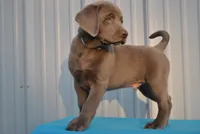 Brew, a male Labrador Retriever for sale in Elroy, WI – 4 of 6