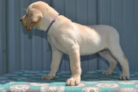 Skylar, a female Labrador Retriever for sale in Elroy, WI – 3 of 6