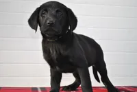 Diesel, a male Labrador Retriever for sale in Elroy, WI – Photo 3 of 6