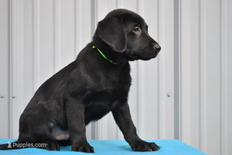 Diesel – Labrador Retriever puppy for sale in Elroy, WI