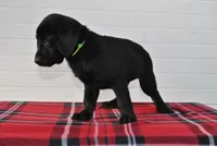 Diesel, a male Labrador Retriever for sale in Elroy, WI – Photo 2 of 6