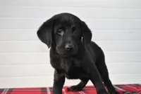 Diesel, a male Labrador Retriever for sale in Elroy, WI – Photo 4 of 6