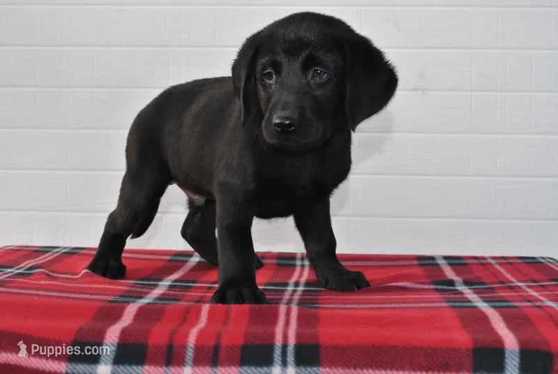 Diesel – Labrador Retriever puppy for sale in Elroy, WI