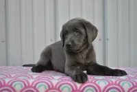Jasmine, a female Labrador Retriever for sale in Elroy, WI – 2 of 6