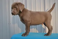 Brew, a male Labrador Retriever for sale in Elroy, WI – 3 of 6