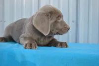 Remi, a male Labrador Retriever for sale in Elroy, WI – Photo 3 of 6