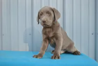 Remi, a male Labrador Retriever for sale in Elroy, WI – Photo 4 of 6