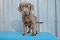 Remi, a male Labrador Retriever for sale in Elroy, WI – Photo 2 of 6