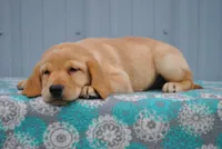 Carmen, a female Labrador Retriever for sale in Elroy, WI – 4 of 6