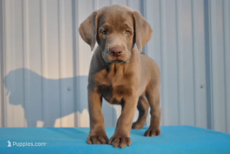 Brew – Labrador Retriever puppy on hold in Elroy, WI