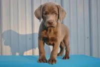 Brew, a male Labrador Retriever for sale in Elroy, WI – 1 of 6