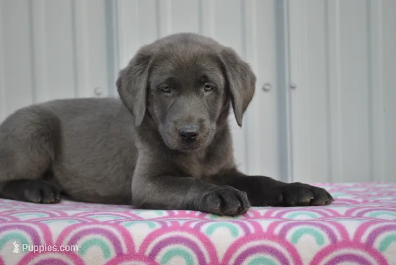 Jasmine – Labrador Retriever puppy for sale in Elroy, WI