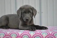 Jasmine, a female Labrador Retriever for sale in Elroy, WI – 1 of 6