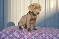 Coco, a female Labrador Retriever for sale in Elroy, WI – Photo 2 of 6