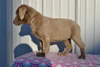 Coco, a female Labrador Retriever for sale in Elroy, WI – Photo 4 of 6