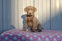 Coco, a female Labrador Retriever for sale in Elroy, WI – Photo 3 of 6