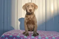 Coco, a female Labrador Retriever for sale in Elroy, WI – Photo 1 of 6