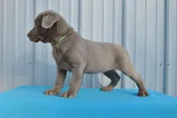 Hunter, a male Labrador Retriever for sale in Elroy, WI – Photo 4 of 6