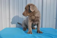 Hunter, a male Labrador Retriever for sale in Elroy, WI – Photo 3 of 6