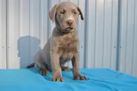 Hunter, a male Labrador Retriever for sale in Elroy, WI – Photo 2 of 6