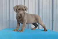 Hunter, a male Labrador Retriever for sale in Elroy, WI – Photo 1 of 6