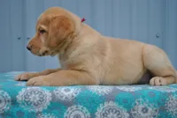 Kimber, a female Labrador Retriever for sale in Elroy, WI – 2 of 6