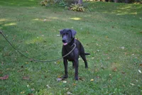 Mocha, a female Labrador Retriever for sale in Elroy, WI – 5 of 6