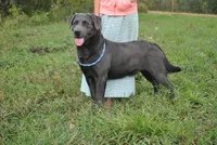Asher, a male Labrador Retriever for sale in Elroy, WI – Photo 6 of 6