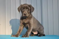 Asher, a male Labrador Retriever for sale in Elroy, WI – Photo 1 of 6