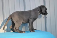 Asher, a male Labrador Retriever for sale in Elroy, WI – Photo 4 of 6