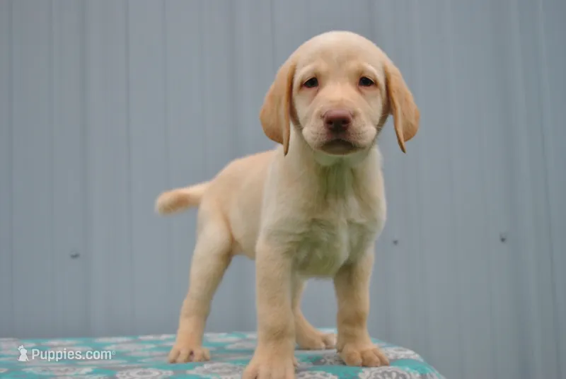 Sandy – Labrador Retriever puppy for sale in Elroy, WI
